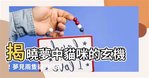 夢見兩隻貓號碼|夢見兩隻貓數字